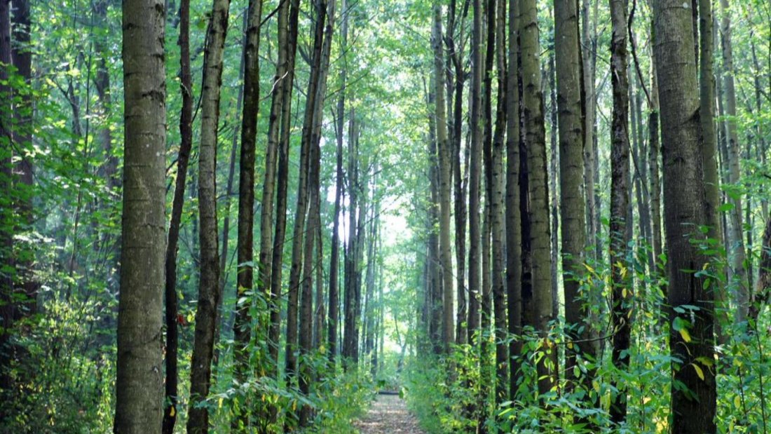 Campbell Heights Biodiversity Preserve Trail