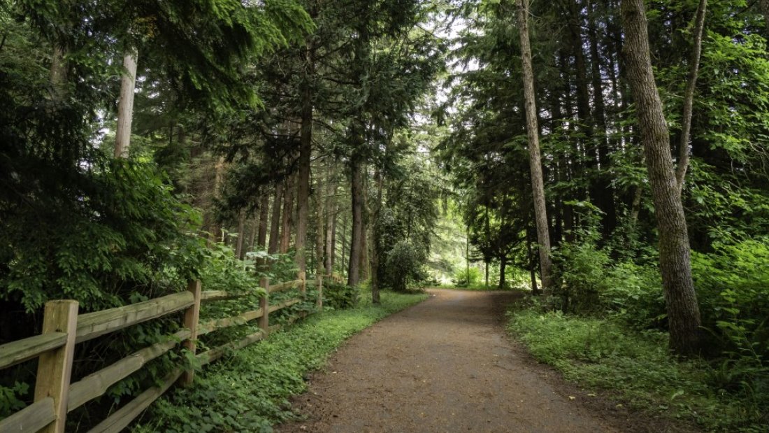 A trail in a park lines with big trees on each side.