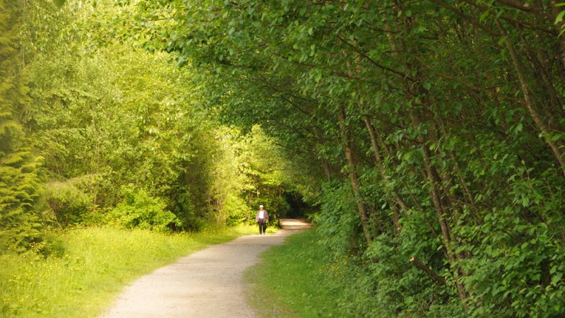 Walking Trail at Green Timbers Urban Forest