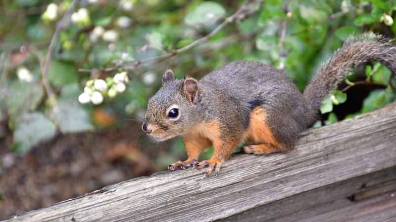 Squirrel