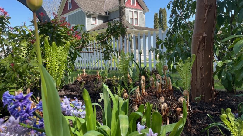 View of Stewart Farmhouse through the garden