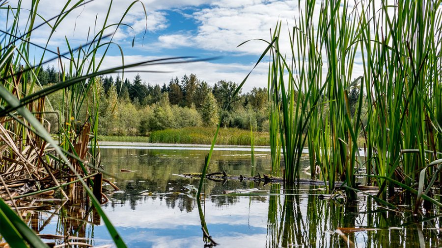 Green Timbers Water